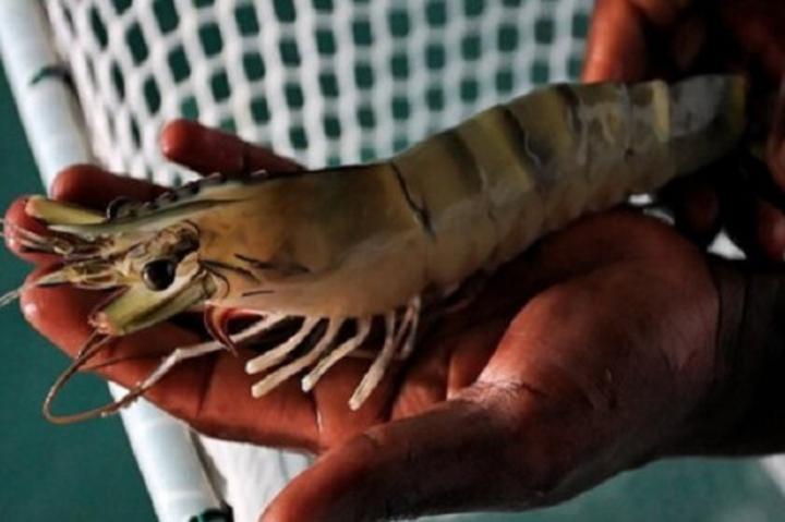 Pêche : le Cameroun veut booster sa production de crevettes, principal produit halieutique exporté par le pays Pêche : le Cameroun veut booster sa production de crevettes, principal produit halieutique exporté par le pays