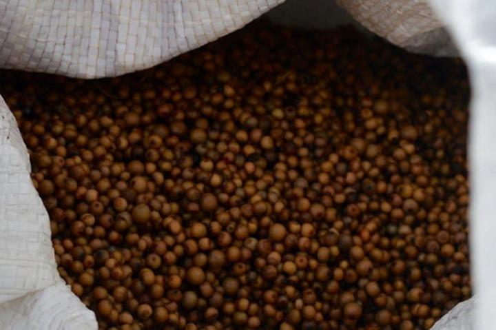 Avec sa labélisation sur le marché européen, le poivre de Penja devrait générer plus de revenus au Cameroun Avec sa labélisation sur le marché européen, le poivre de Penja devrait générer plus de revenus au Cameroun