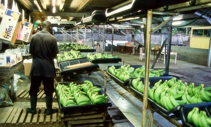 Cameroun-Est : 170 millions de F pour une usine de transformation de la banane-plantain et du sorgho Cameroun-Est : 170 millions de F pour une usine de transformation de la banane-plantain et du sorgho