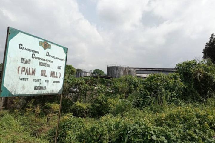 Huile de palme et caoutchouc : la CDC lance les consultations publiques pour son projet de construction de deux usines Huile de palme et caoutchouc : la CDC lance les consultations publiques pour son projet de construction de deux usines