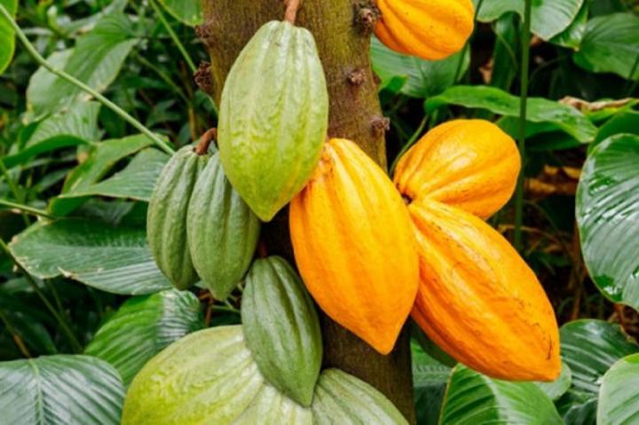 Le Cameroun organise la collecte des données météorologiques et climatiques pour booster la production agricole Le Cameroun organise la collecte des données météorologiques et climatiques pour booster la production agricole