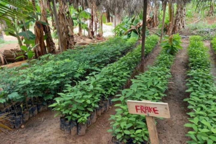Cacao : NHPC, la société de projet du barrage de Nachtigal (420 MW), distribue 76 000 plants aux populations riveraines Cacao : NHPC, la société de projet du barrage de Nachtigal (420 MW), distribue 76 000 plants aux populations riveraines