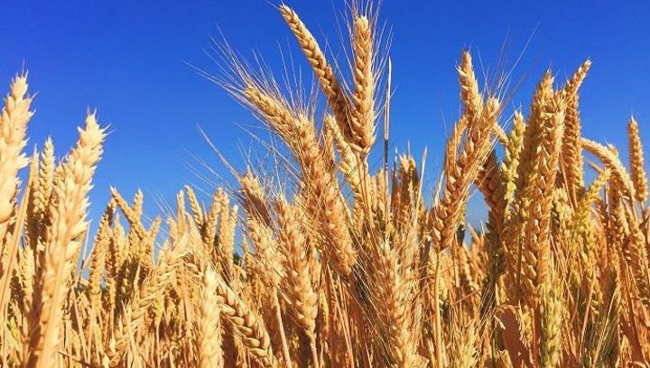 Monde : les cours de blé devraient augmenter de 40% cette année