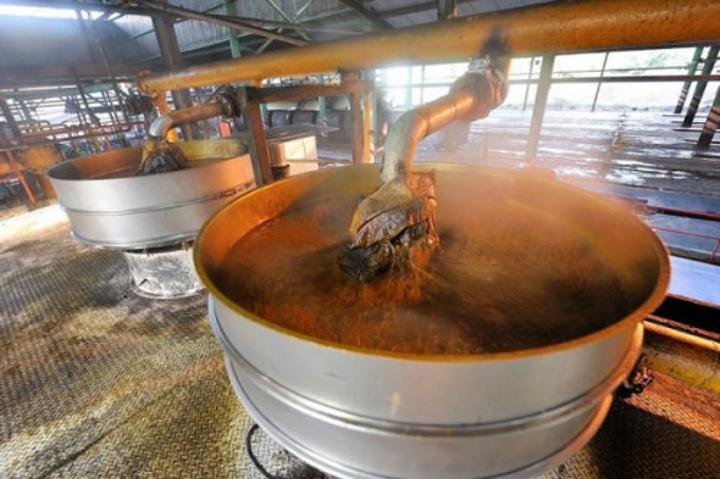 Huile de palme : la production au Cameroun progressera chaque année pour culminer à plus de 450 000 tonnes en 2024 (Beac) Huile de palme : la production au Cameroun progressera chaque année pour culminer à plus de 450 000 tonnes en 2024 (Beac)