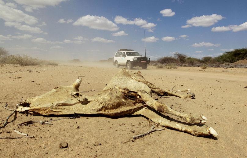 Plus d'un million de personnes sont sans abri à cause de la sécheresse dans la Corne de l'Afrique, selon l'ONU Plus d'un million de personnes sont sans abri à cause de la sécheresse dans la Corne de l'Afrique, selon l'ONU
