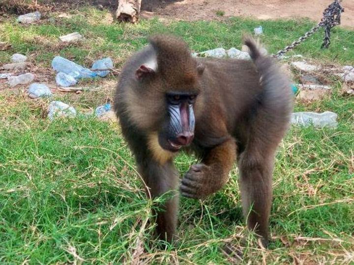 Cameroun : deux trafiquants de mandrills placés en détention provisoire Cameroun : deux trafiquants de mandrills placés en détention provisoire