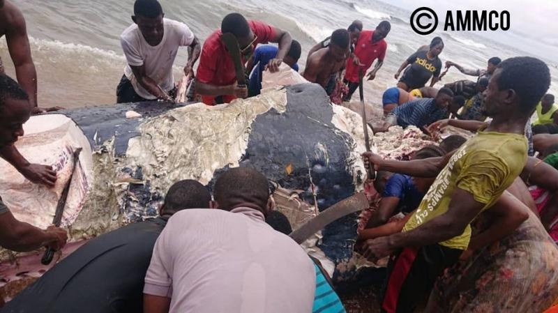 Faune aquatique : Une baleine morte découverte aux larges de Kribi, la population s’en donne à cœur joie Faune aquatique : Une baleine morte découverte aux larges de Kribi, la population s’en donne à cœur joie