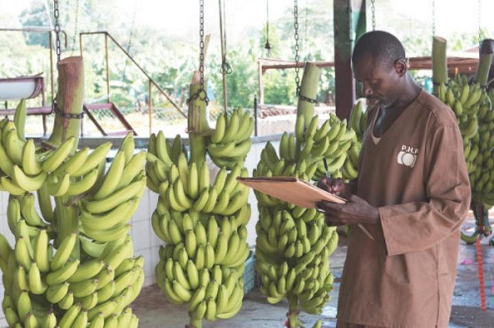 Bananes : les exportations du Cameroun en hausse en juin 2022 (+17,5%), en raison du regain d’activités des producteurs