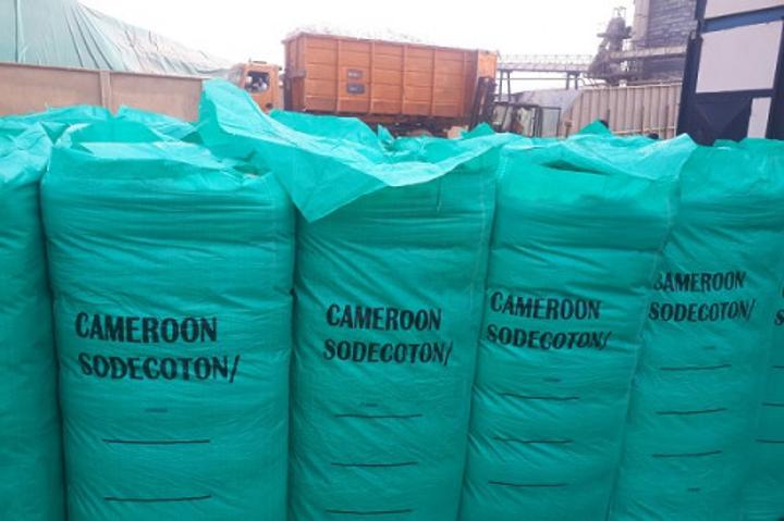 Coton : la production du Cameroun annoncée à la baisse au 3e trimestre 2022, en raison de la fin de campagne Coton : la production du Cameroun annoncée à la baisse au 3e trimestre 2022, en raison de la fin de campagne