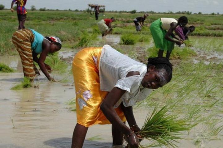 Appui aux agriculteurs : le Cameroun obtient 42 milliards de FCFA de la facilité anti-crise alimentaire de la BAD Appui aux agriculteurs : le Cameroun obtient 42 milliards de FCFA de la facilité anti-crise alimentaire de la BAD