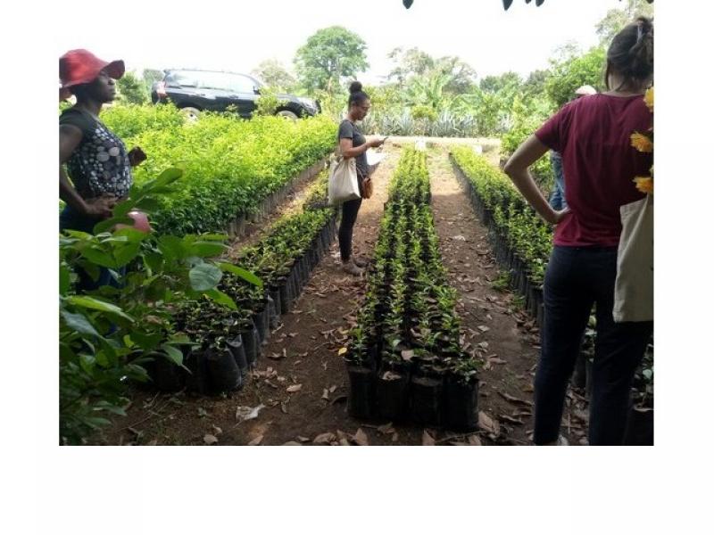 Cameroun: Le Programme de Promotion de l’Entreprenariat Agropastoral des Jeunes (PEA-Jeunes) recherche 1 000 smartphones pour le Recensement général de l’agriculture et de l’élevage (Rgae) Cameroun: Le Programme de Promotion de l’Entreprenariat Agropastoral des Jeunes (PEA-Jeunes) recherche 1 000 smartphones pour le Recensement général de l’agriculture et de l’élevage (Rgae)