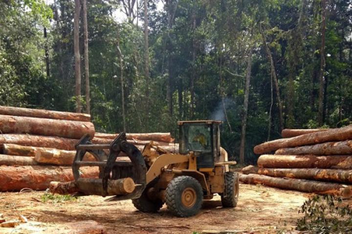 Bois : la production devrait baisser au Cameroun au 3e trimestre 2022, en raison d’une météo défavorable Bois : la production devrait baisser au Cameroun au 3e trimestre 2022, en raison d’une météo défavorable