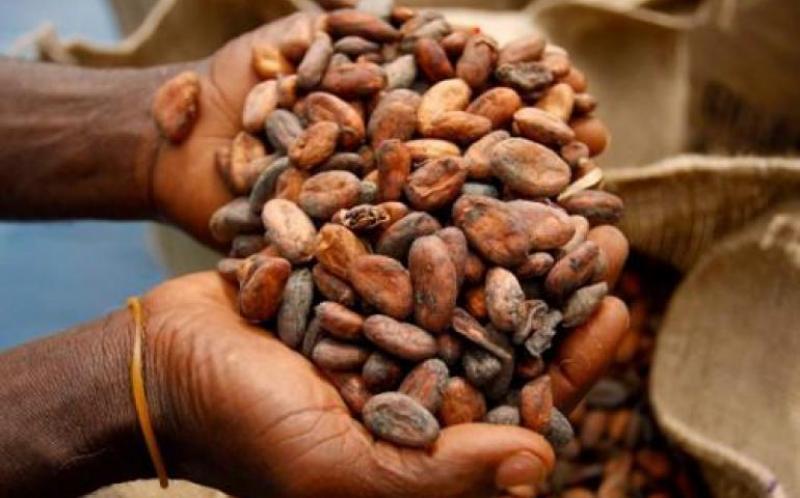 Filière cacao: Le Cameroun a produit et vendu 295 millions de kilogrammes de cacao en 2022, en hausse de 0,91% Filière cacao: Le Cameroun a produit et vendu 295 millions de kilogrammes de cacao en 2022, en hausse de 0,91%