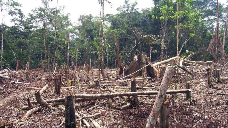 Affaire Camvert: Greenpeace Cameroun va utiliser des «influenceurs» pour plaider la cause des femmes autochtones Affaire Camvert: Greenpeace Cameroun va utiliser des «influenceurs» pour plaider la cause des femmes autochtones