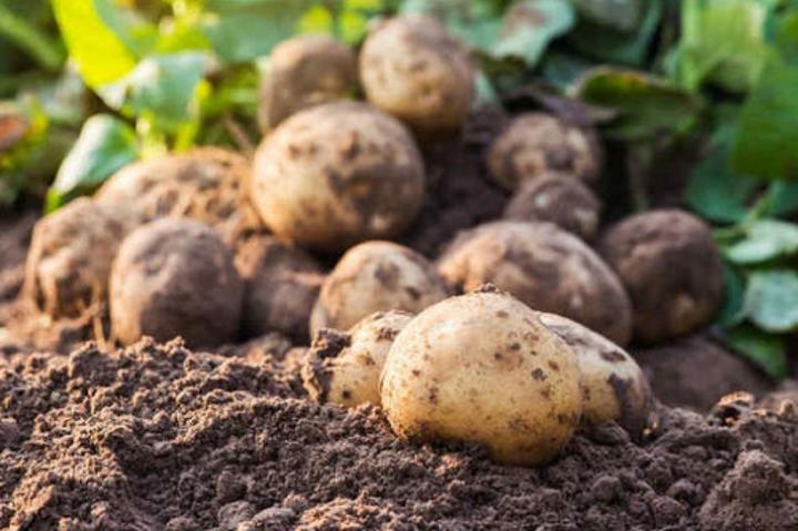Pomme de terre : le Cameroun réhabilite une ferme semencière dans la région de l’Ouest pour doper la production Pomme de terre : le Cameroun réhabilite une ferme semencière dans la région de l’Ouest pour doper la production