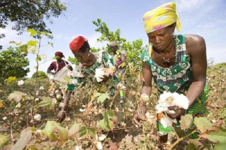 Coton : la production du Cameroun baisse de 8,8% au cours de la saison 2021-2022 pour se situer à 329 021 tonnes Coton : la production du Cameroun baisse de 8,8% au cours de la saison 2021-2022 pour se situer à 329 021 tonnes