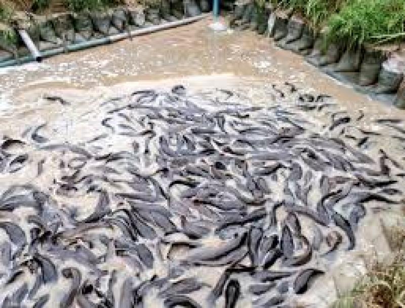 Aquaculture: La production nationale se chiffre à 15 000 tonnes par an, soit seulement 10% de la demande globale Aquaculture: La production nationale se chiffre à 15 000 tonnes par an, soit seulement 10% de la demande globale