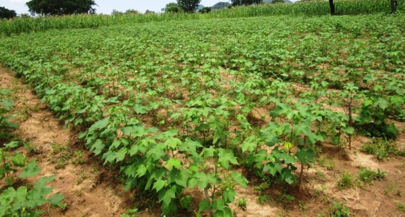 Cameroun: 8,6 milliards FCFA de la Commercial Bank of Cameroon (CBC) pour booster la production agricole Cameroun: 8,6 milliards FCFA de la Commercial Bank of Cameroon (CBC) pour booster la production agricole