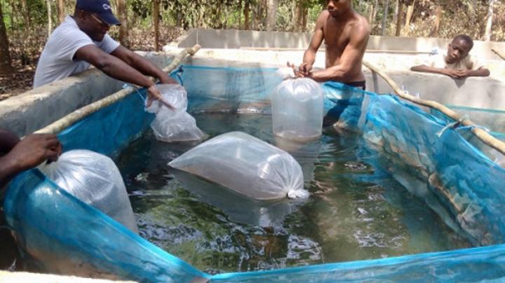 Pêche et pisciculture : en hausse de 20 %, l’aquaculture a dopé le dynamisme (+4,4 %) du secteur au Cameroun en 2021 Pêche et pisciculture : en hausse de 20 %, l’aquaculture a dopé le dynamisme (+4,4 %) du secteur au Cameroun en 2021