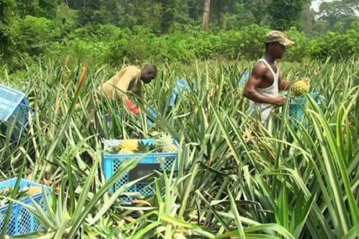 Agriculture vivrière : la hausse des prix des engrais provoque une baisse des activités au Cameroun au 1er trimestre 2022 Agriculture vivrière : la hausse des prix des engrais provoque une baisse des activités au Cameroun au 1er trimestre 2022