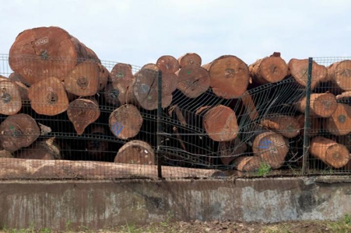 Bois, cacao et coton  principaux accélérateurs de la croissance dans