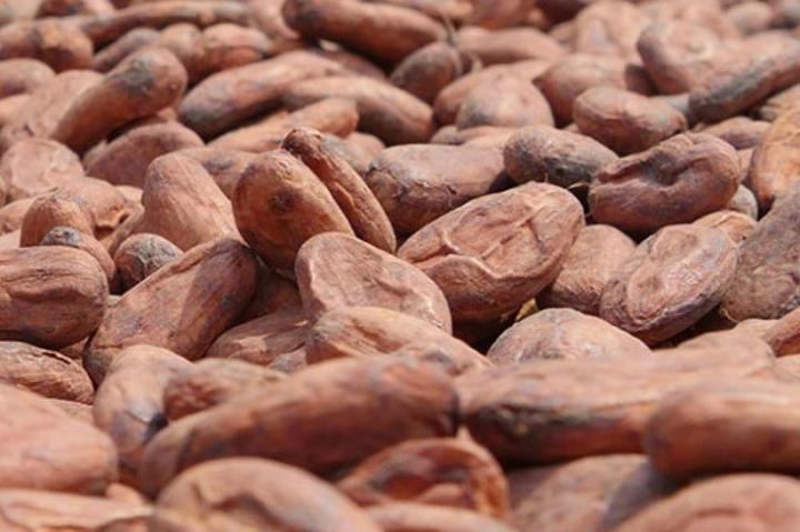 Cacao : nouvelle hausse des prix des fèves au Cameroun, à 1250 FCFA le kilogramme Cacao : nouvelle hausse des prix des fèves au Cameroun, à 1250 FCFA le kilogramme