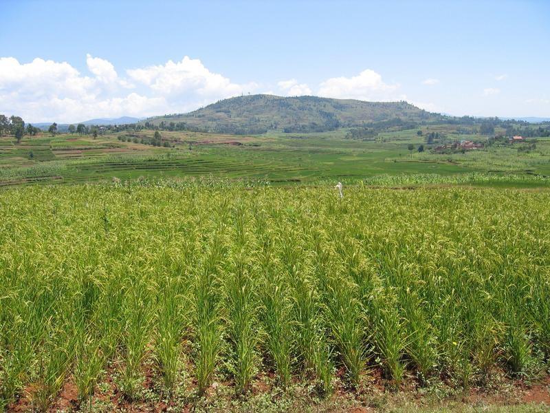 Cameroun – Filière rizicole : Le Koweït octroie 13 milliards de FCFA au Cameroun pour développer la culture du riz à l’Extrême-Nord Cameroun – Filière rizicole : Le Koweït octroie 13 milliards de FCFA au Cameroun pour développer la culture du riz à l’Extrême-Nord