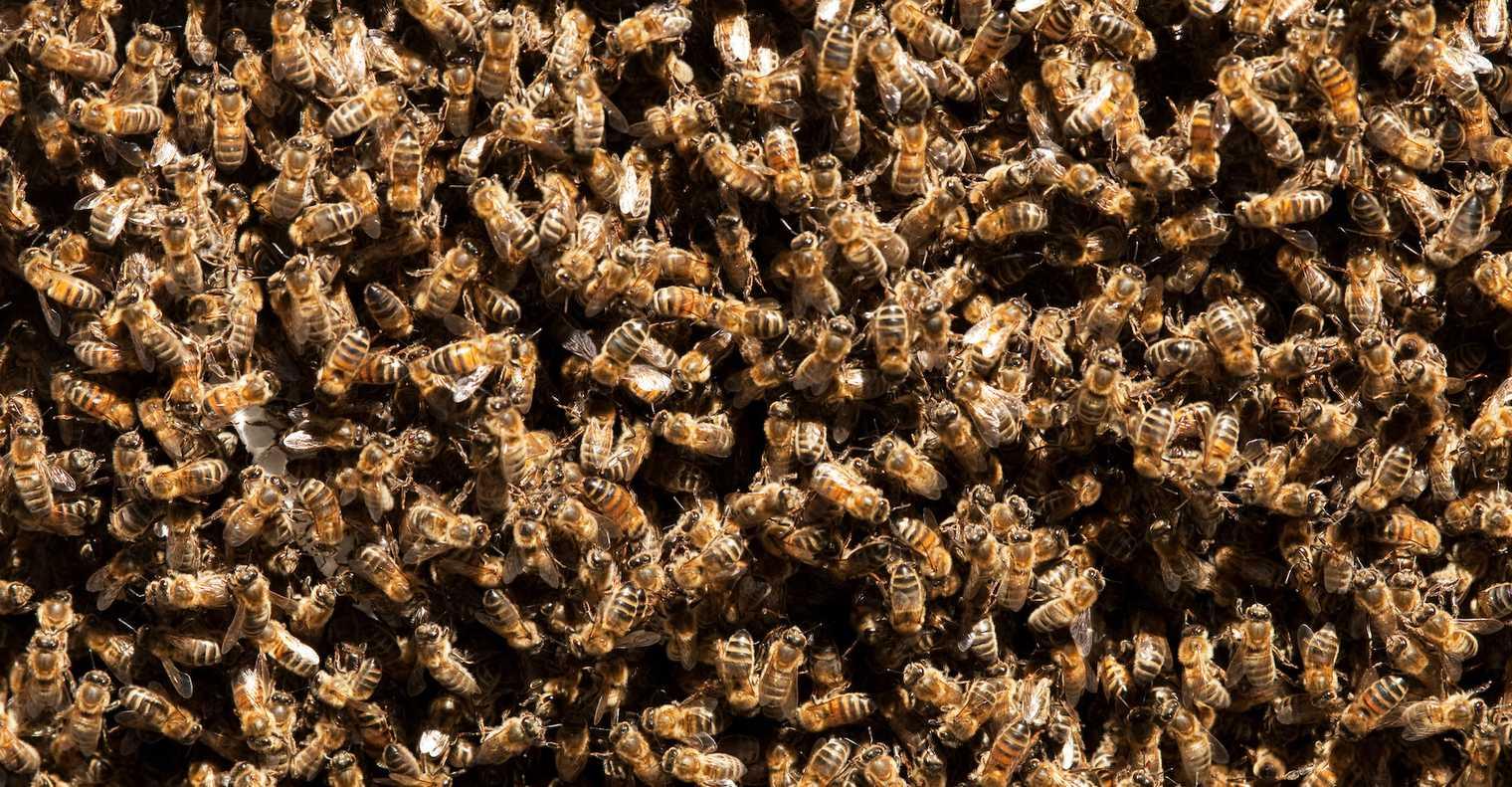 Cette IA communique avec les abeilles, et cela inquiète les scientifiques Cette IA communique avec les abeilles, et cela inquiète les scientifiques