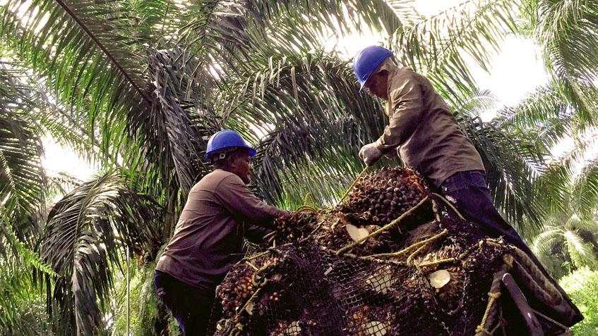 Palmeraies : Bolloré perd en justice face à 145 riverains camerounais Palmeraies : Bolloré perd en justice face à 145 riverains camerounais