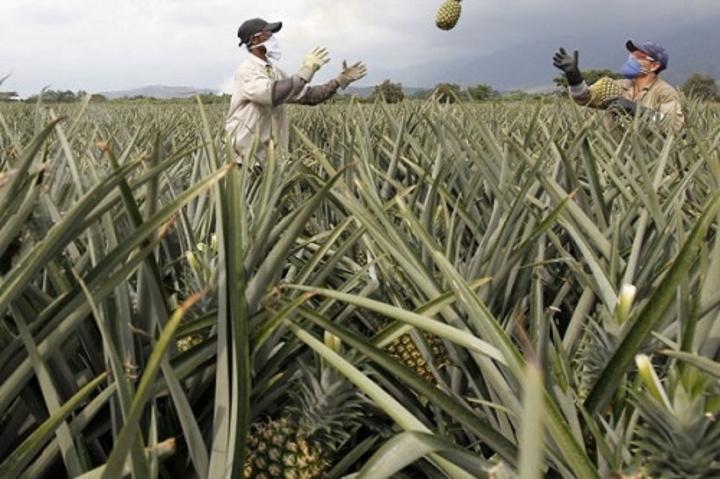 Le Cameroun veut lancer les études environnementales du projet de construction de deux unités d’extraction d’ananas Le Cameroun veut lancer les études environnementales du projet de construction de deux unités d’extraction d’ananas