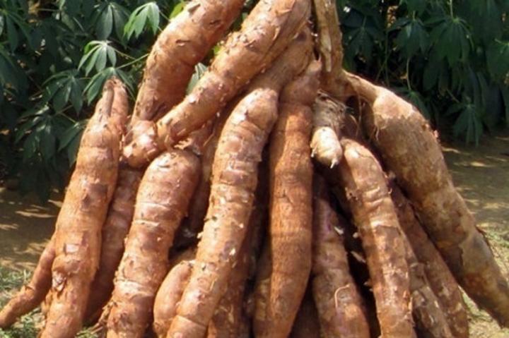 Cultures vivrières : le Cameroun en ballotage défavorable au 1er trimestre 2023 à cause de la cherté des intrants Cultures vivrières : le Cameroun en ballotage défavorable au 1er trimestre 2023 à cause de la cherté des intrants