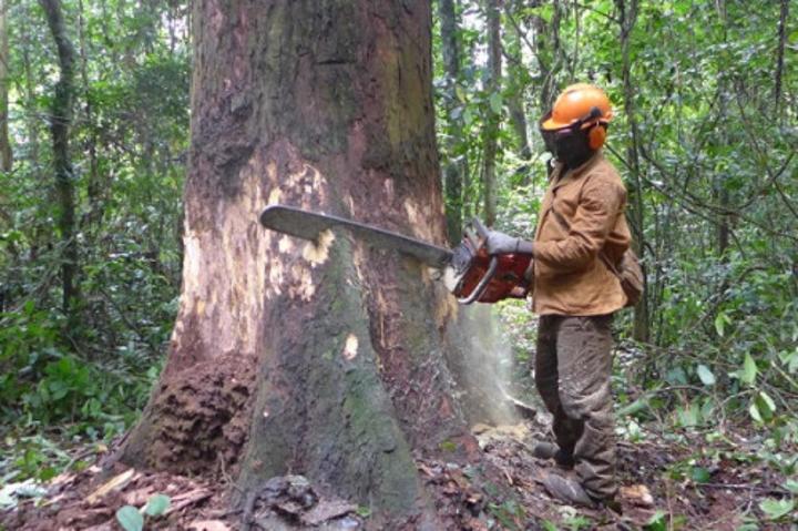 Dynamique depuis six trimestres, le primaire a été l’un des moteurs de la croissance au Cameroun à fin juin 2022 Dynamique depuis six trimestres, le primaire a été l’un des moteurs de la croissance au Cameroun à fin juin 2022