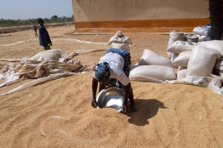 Riz : le Cameroun affine son projet de construction de huit unités de transformation avec l’appui du FIDA Riz : le Cameroun affine son projet de construction de huit unités de transformation avec l’appui du FIDA