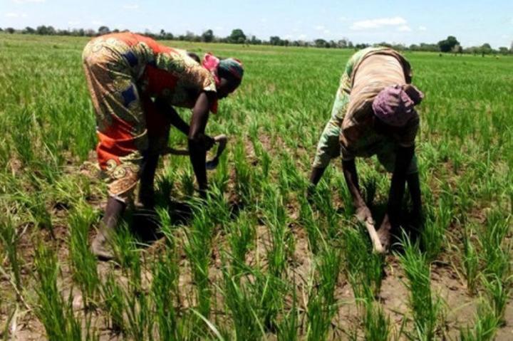 L’État prévoit allouer 10,5 milliards en 5 ans pour booster l’offre de financement des agriculteurs au Cameroun L’État prévoit allouer 10,5 milliards en 5 ans pour booster l’offre de financement des agriculteurs au Cameroun