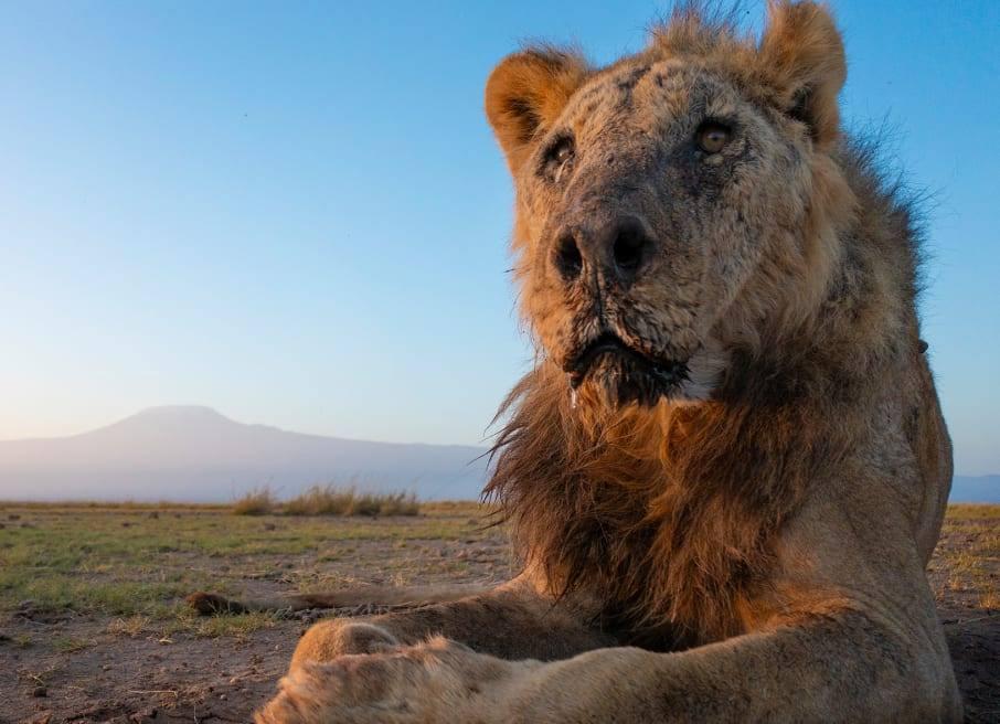 Kenya : l'un des plus vieux lions sauvages tué par des bergers Kenya : l'un des plus vieux lions sauvages tué par des bergers
