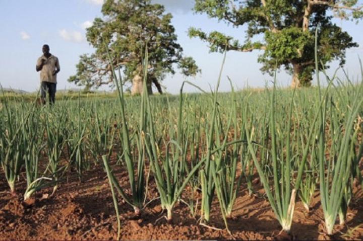 Le Cameroun veut construire 300 forages pour alimenter des sites de production d’oignon dans le septentrion Le Cameroun veut construire 300 forages pour alimenter des sites de production d’oignon dans le septentrion