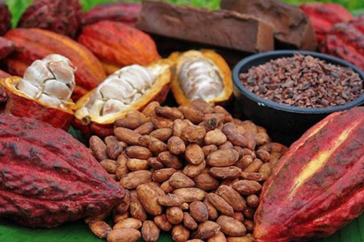 Indication géographique : le Cameroun en passe de finaliser la labélisation de son cacao rouge Indication géographique : le Cameroun en passe de finaliser la labélisation de son cacao rouge