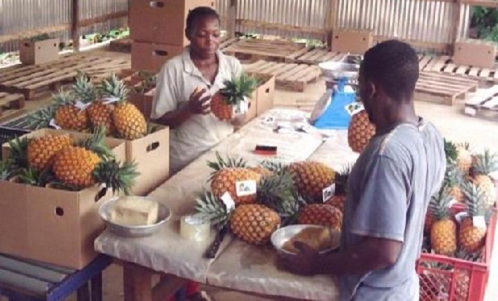Entrepreneuriat : Près de 350 000 PME estimées au Cameroun en 2022 Entrepreneuriat : Près de 350 000 PME estimées au Cameroun en 2022