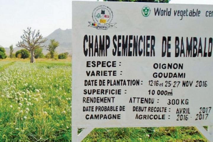 Semences : le Cameroun se prépare à transférer 47 fermes à des opérateurs privés pour dynamiser la production Semences : le Cameroun se prépare à transférer 47 fermes à des opérateurs privés pour dynamiser la production