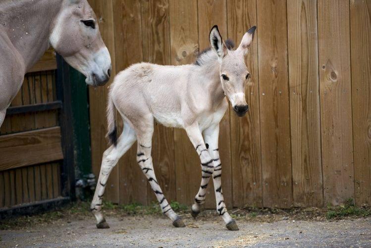 Chili : naissance d'un âne sauvage africain, espèce en voie d’extinction Chili : naissance d'un âne sauvage africain, espèce en voie d’extinction