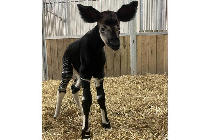 France : naissance d’un bébé Okapi France : naissance d’un bébé Okapi