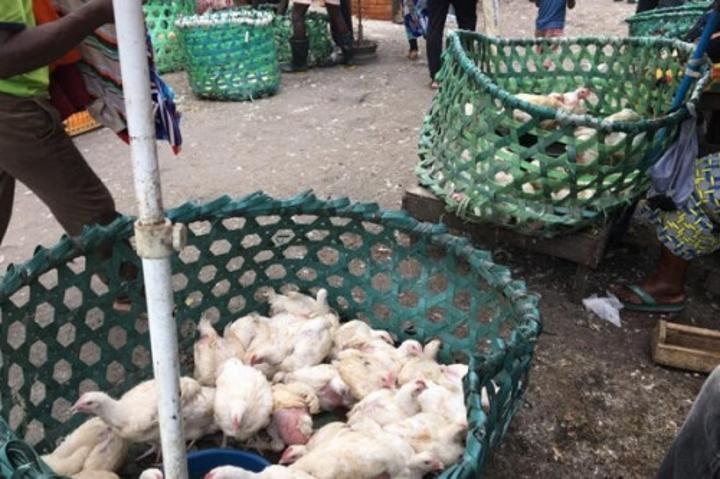 Douala : à quelques mois des fêtes de fin d’années, les coûts élevés des intrants font flamber le prix du poulet Douala : à quelques mois des fêtes de fin d’années, les coûts élevés des intrants font flamber le prix du poulet