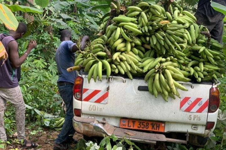 Banane plantain : des crédits pouvant atteindre 250 millions de FCFA pour les acteurs camerounais de la filière Banane plantain : des crédits pouvant atteindre 250 millions de FCFA pour les acteurs camerounais de la filière