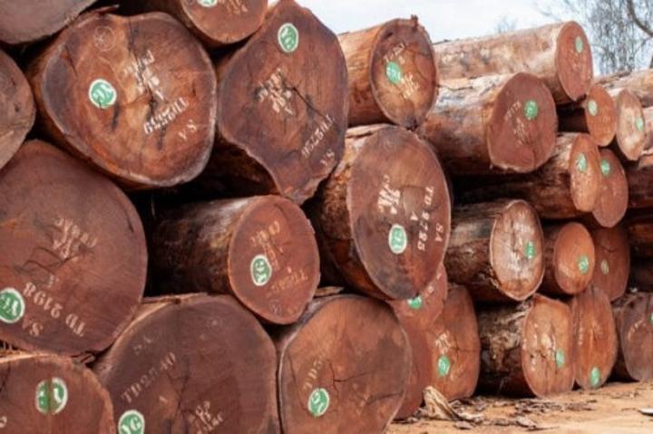 Bois : le Cameroun augmente de 343% la taxe à l’exportation des grumes en 6 ans, pour doper la transformation locale Bois : le Cameroun augmente de 343% la taxe à l’exportation des grumes en 6 ans, pour doper la transformation locale