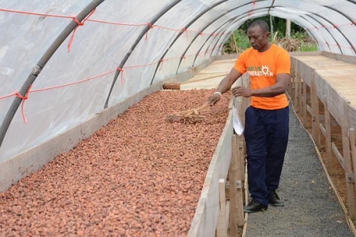 Cacao : suite à une 3e augmentation en deux semaines, le kg de fèves atteint 1 700 FCFA au Cameroun Cacao : suite à une 3e augmentation en deux semaines, le kg de fèves atteint 1 700 FCFA au Cameroun