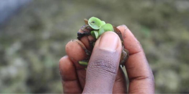 Au Cameroun, un insecte sauve les lamantins et les pêcheurs, selon le grand journal français le Monde Au Cameroun, un insecte sauve les lamantins et les pêcheurs, selon le grand journal français le Monde