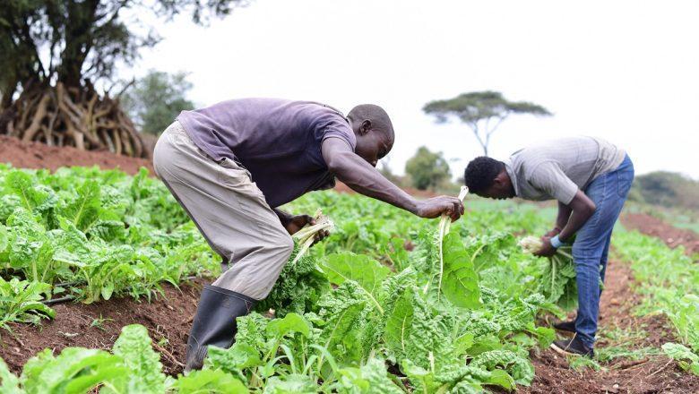 Cameroun : l’usage de la technologie pour une production agricole plus développée Cameroun : l’usage de la technologie pour une production agricole plus développée