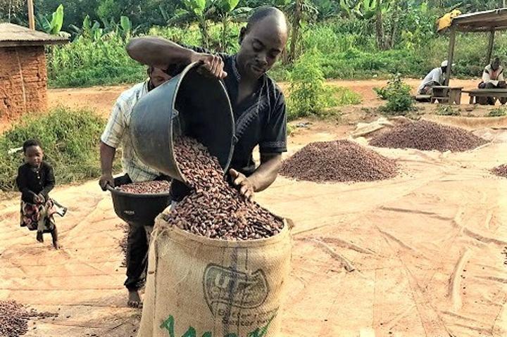 Cacao : le prix du kilogramme approche 2 000 FCFA au Cameroun, après six hausses entre septembre et novembre 2023 Cacao : le prix du kilogramme approche 2 000 FCFA au Cameroun, après six hausses entre septembre et novembre 2023