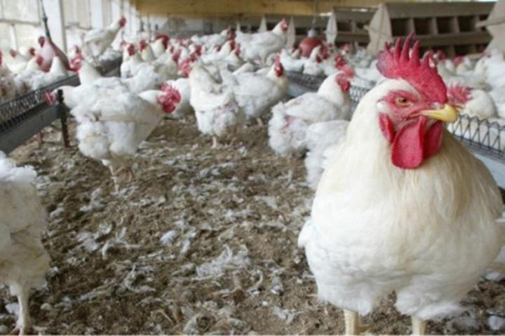 Poulet : des producteurs proposent à l’Ipavic d’ajuster le prix sortie ferme à 3000 FCFA, au lieu de 2300 FCFA Poulet : des producteurs proposent à l’Ipavic d’ajuster le prix sortie ferme à 3000 FCFA, au lieu de 2300 FCFA