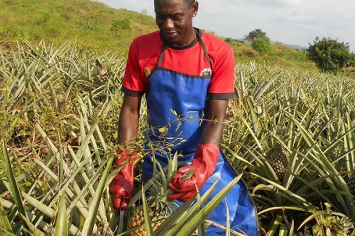 Ananas : les parts du Cameroun sur le marché mondial reculent de 0,7% à 0,1% en 10 ans Ananas : les parts du Cameroun sur le marché mondial reculent de 0,7% à 0,1% en 10 ans